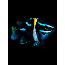 NEOGLYPHIDODON OXYODON