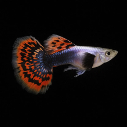 GUPPY MACHO DUMBO ROJO