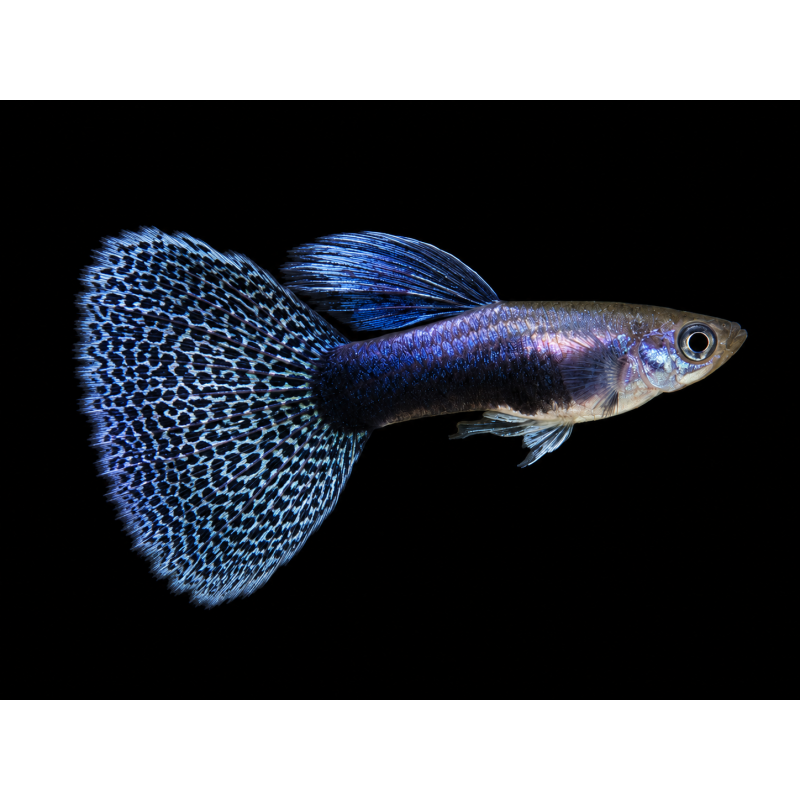 GUPPY MACHO PHANTOM