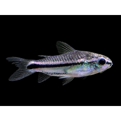 Corydoras pygmaeus (CORYDORA PIGMEA)