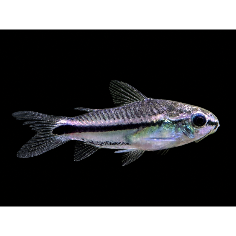 Corydoras pygmaeus (CORYDORA PIGMEA)