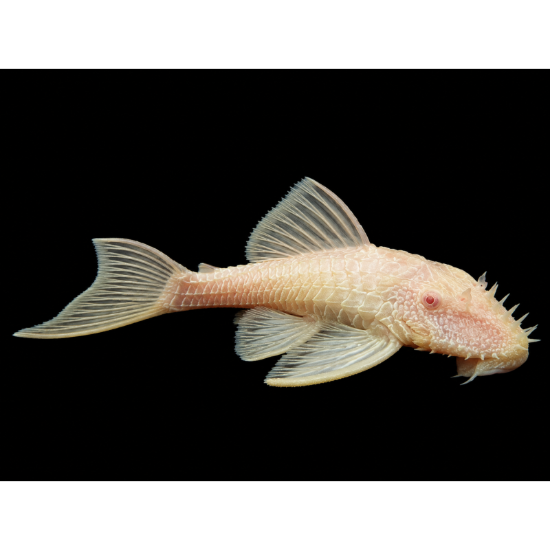 ANCISTRUS ALBINO 2,5 CM