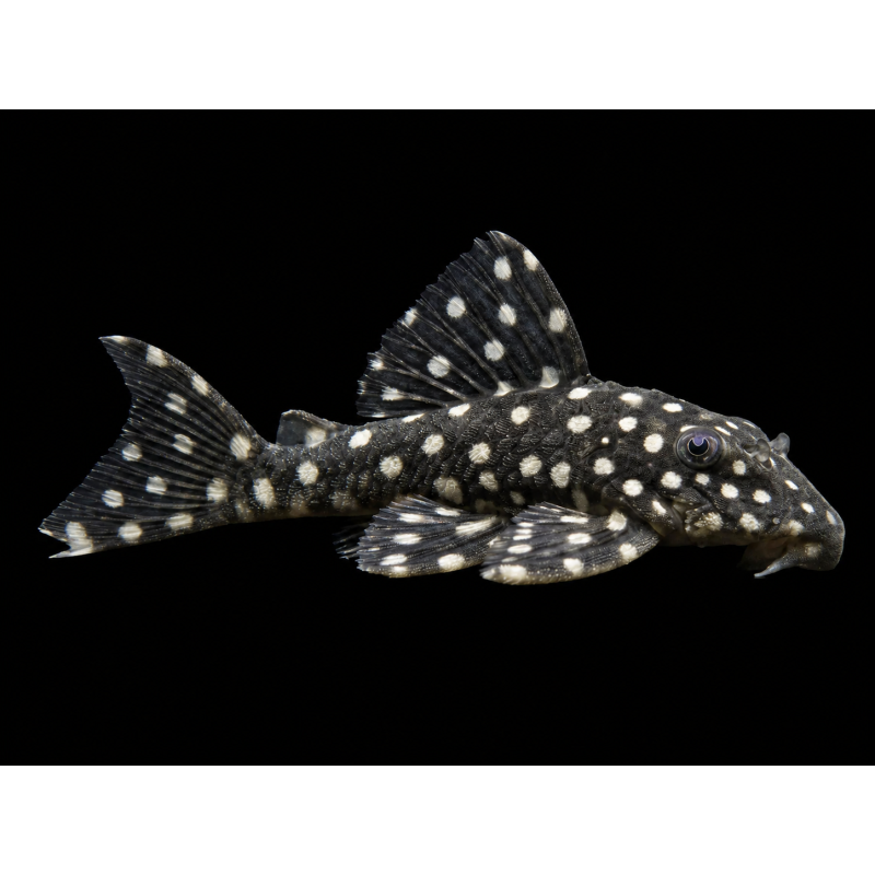 L142 BARYANCISTRUS SNOWBALL SALVAJE 4-6 CM