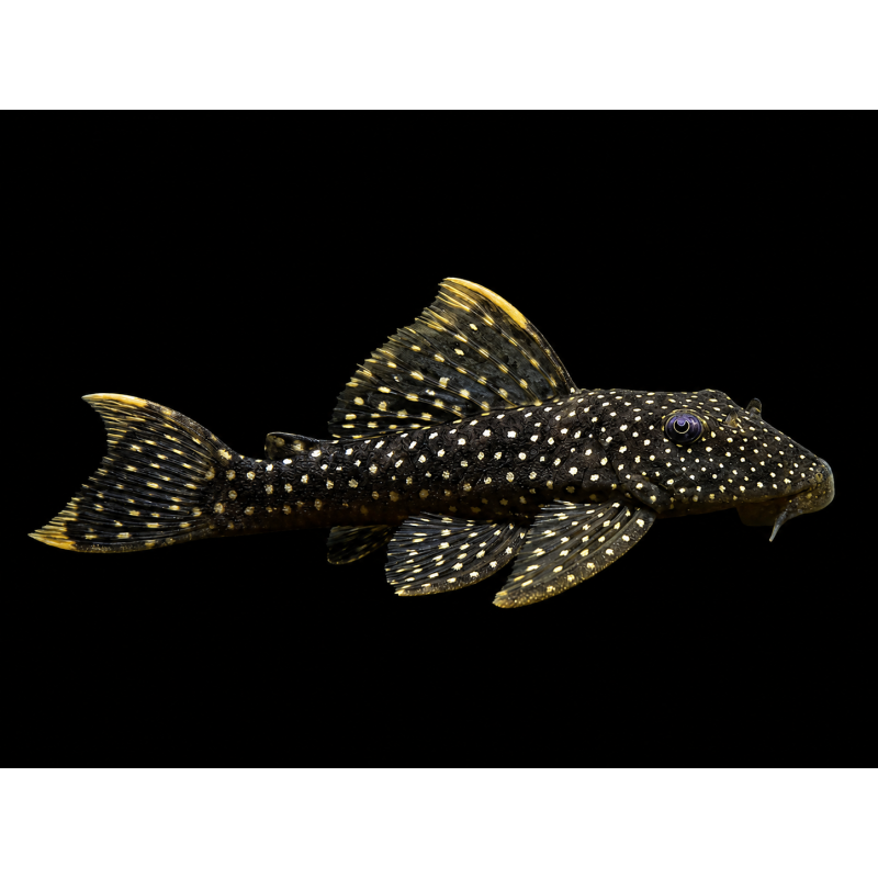 L067 PSEUDANCISTRUS ASURINI SALVAJE 6-8 CM