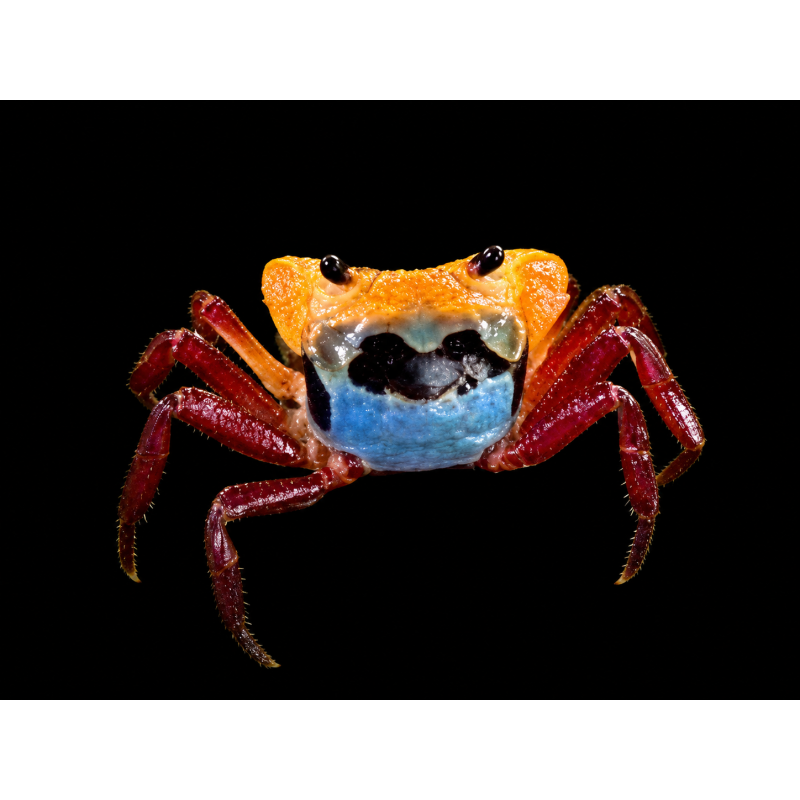 CANGREJO BORNEO TRICOLOR  LEPIDOTHELPHUSA MENNERI