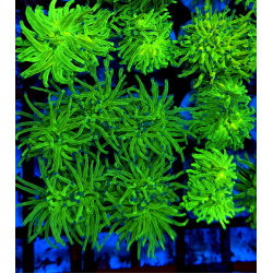 EUPHILIAS TORCH GREN  BLUE POLYP ( UNA CABEZA)
