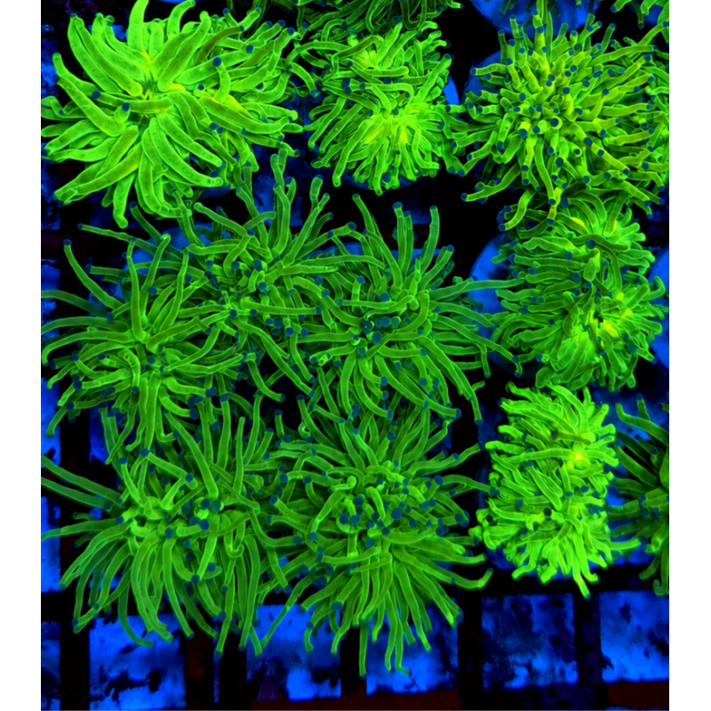 EUPHILIAS TORCH GREN  BLUE POLYP ( UNA CABEZA)