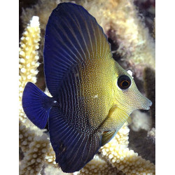 ZEBRASOMA SCOPAS Size SM