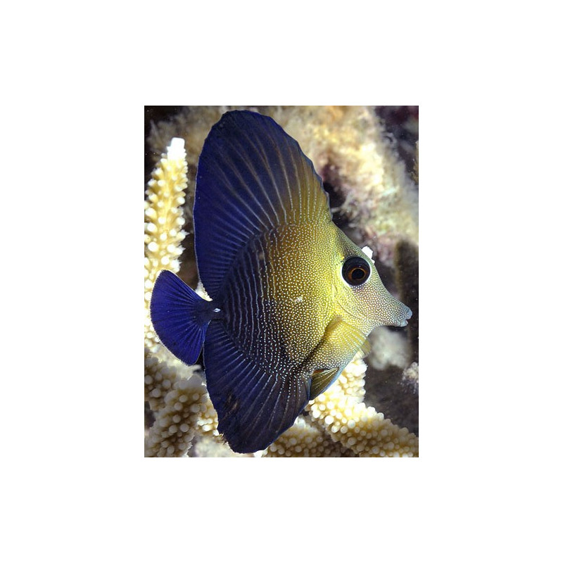 ZEBRASOMA SCOPAS Size SM