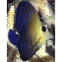 ZEBRASOMA SCOPAS Talla M