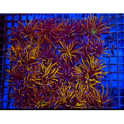 EUPHILIA TORCH ORANGE (UNA CABEZA)