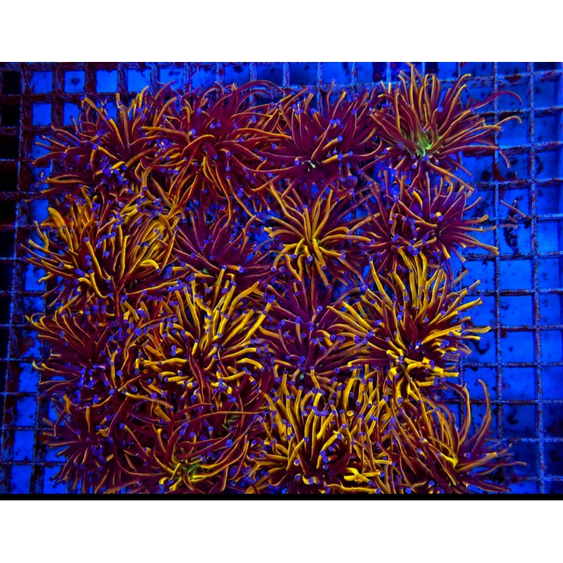 EUPHILIA TORCH ORANGE (DOBLE CABEZA)