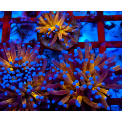 EUPHILIA TORCH TIGGER (CABEZA GRANDE)