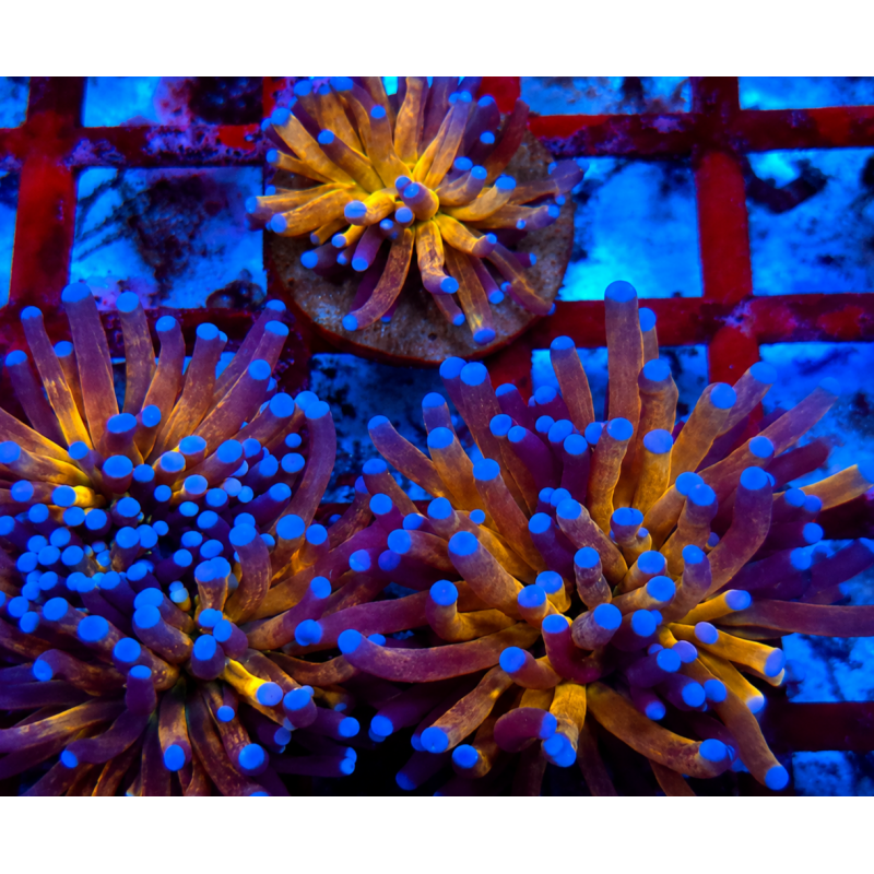 EUPHILIA TORCH TIGGER (CABEZA GRANDE)
