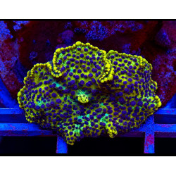 MUSHROOM ULTRA