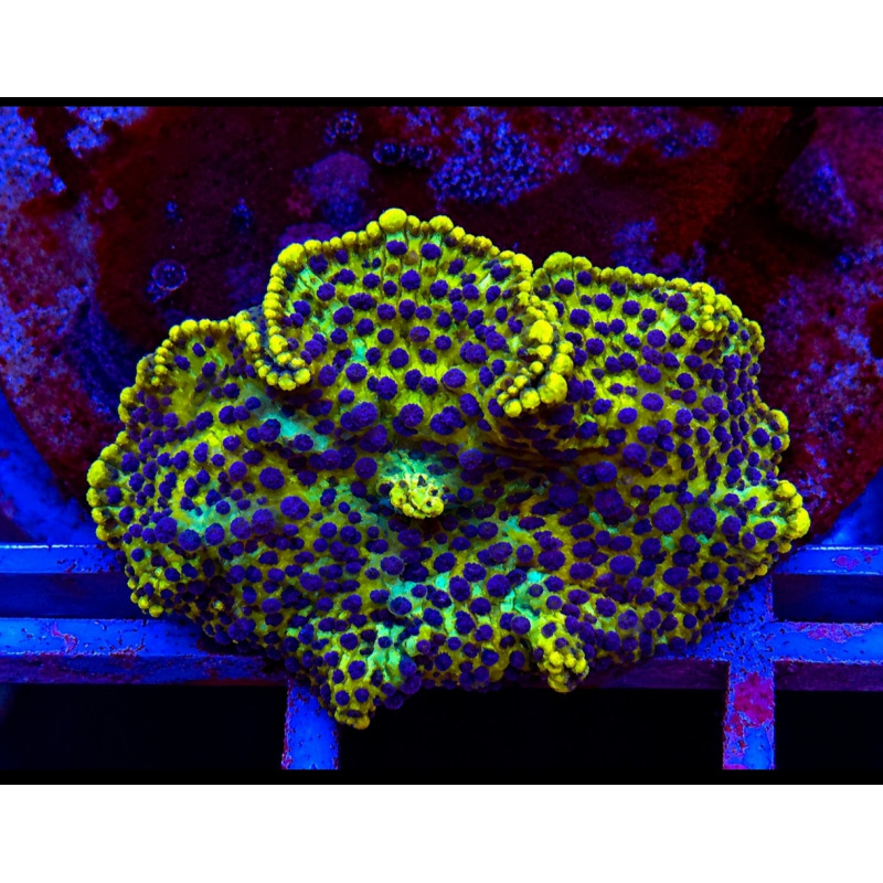 MUSHROOM ULTRA