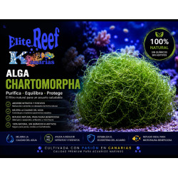 ALGA CHAETOMORPHA (1 LITRO)