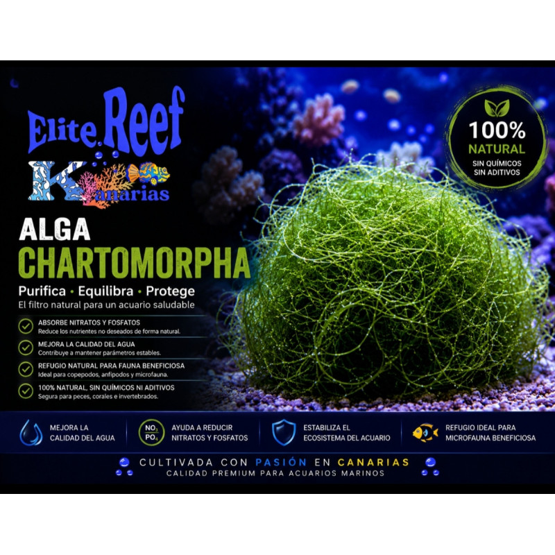 ALGA CHAETOMORPHA (1 LITRO)