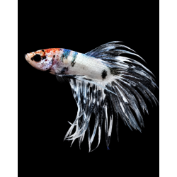 BETTA MACHO COLA CORONAKOI FANCY 5-6 CM (FOTO REAL)