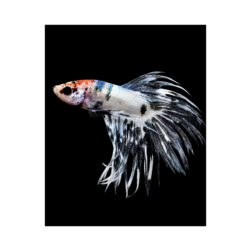 BETTA MACHO COLA CORONAKOI FANCY 5-6 CM (FOTO REAL)