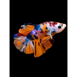 BETTA MACHO PLAKAT MEDIA LUNA KOI 4-5 CM (FOTO REAL)