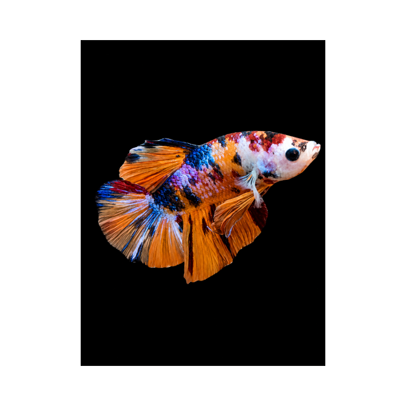 BETTA MACHO PLAKAT MEDIA LUNA KOI 4-5 CM (FOTO REAL)