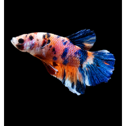 BETTA MACHO PLAKAT MEDIA LUNA KOI GALAXY 4-5 CM (FOTO REAL)