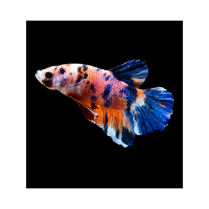 BETTA MACHO PLAKAT MEDIA LUNA KOI GALAXY 4-5 CM (FOTO REAL)
