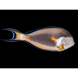 ACANTHURUS SOHAL