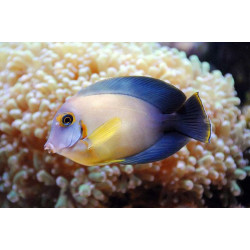 ACANTHURUS PYROFERUS TALLA SM