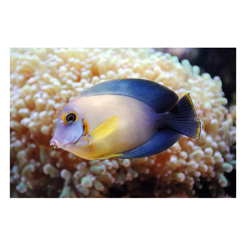 ACANTHURUS PYROFERUS TALLA SM