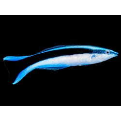 LABROIDES DIMIDIATUS