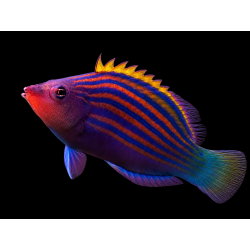 PSEUDOCHEILINUS HEXATAENIA talla M