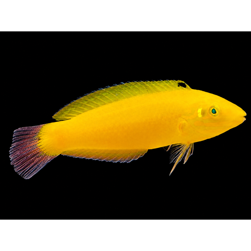 HALICHOERES CHRYSUS TALLA LG