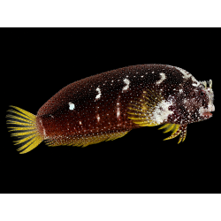 SALARIAS RAMOSUS Talla LG