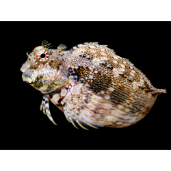 SALARIA FASCIATUS M-L