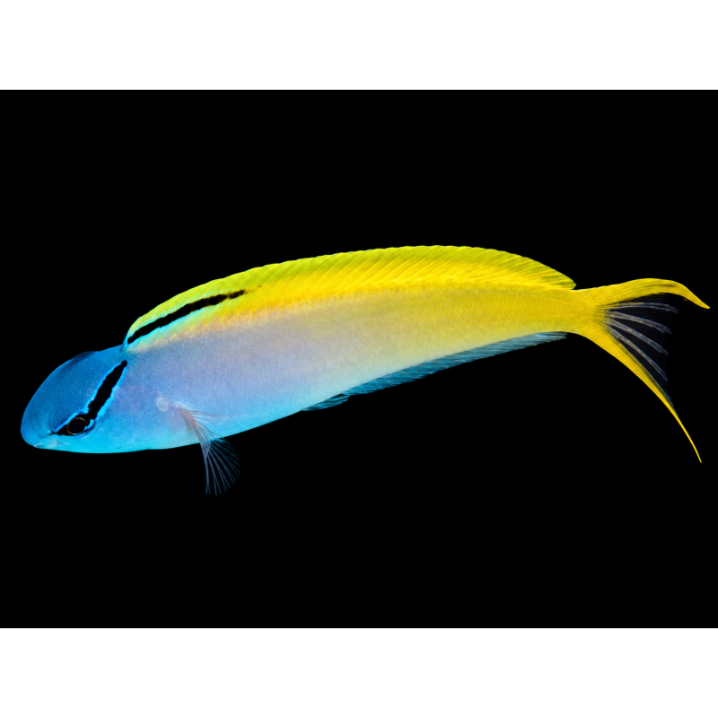 MEIACANTHUS ATRODORSALIS