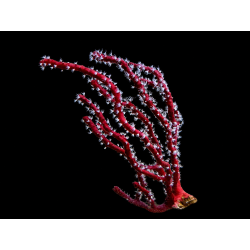 LOPHOGORGIA NODULIFERA LG