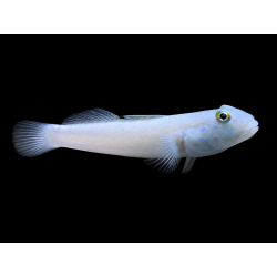 Valencianea SEXGUTTATA Talla ME
