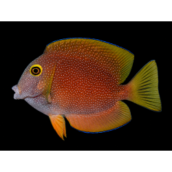 CTENOCHAETUS TRUNCATUS SM