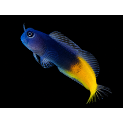 ECSENIUS BICOLOR ME