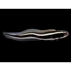 POLIDICHTHUS LEUCOTAENIA (GOBIO INGENIERO) TALLA SM