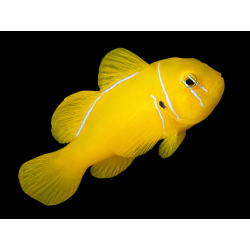 GOBIODON CITRINUS SIZE M