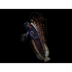 EMBLEMARIA PANDIONIS
