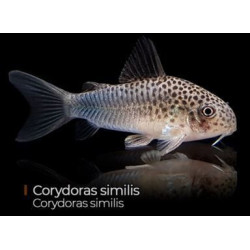 CORYDORA SIMILIS