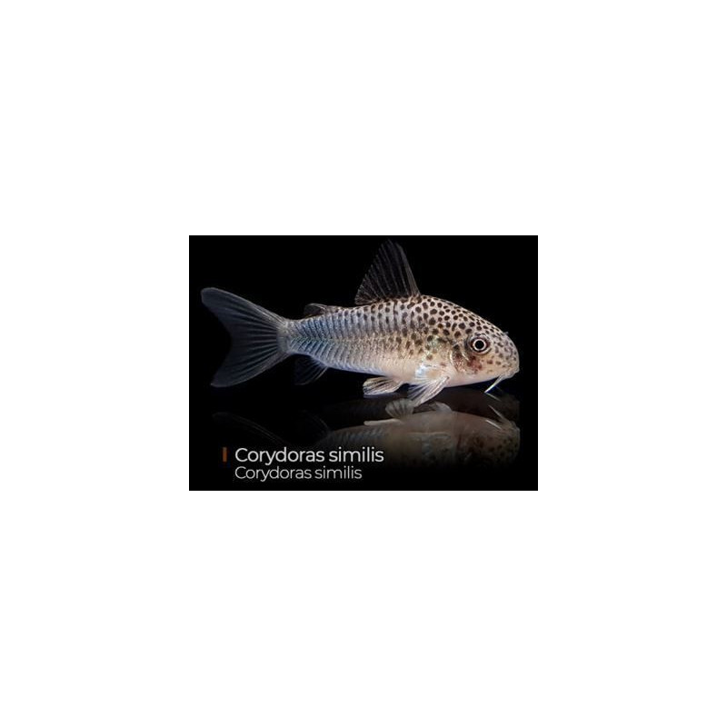 CORYDORA SIMILIS