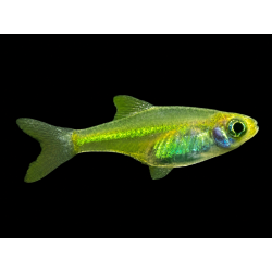 RASBORA KUBOTAI