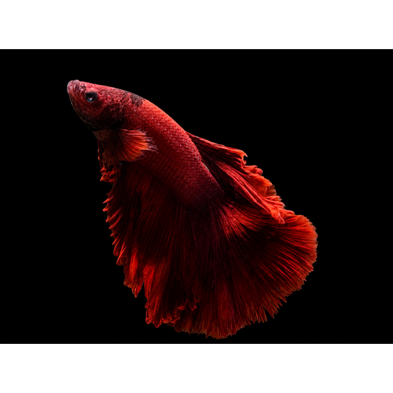 BETTA MACHO MEDIA LUNA MUSTARD GAS 5-6 CM ( FOTO REAL)