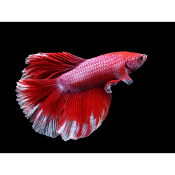 BETTA MACHO MEDIA LUNA MUSTARD GAS 5-6 CM (FOTO REAL