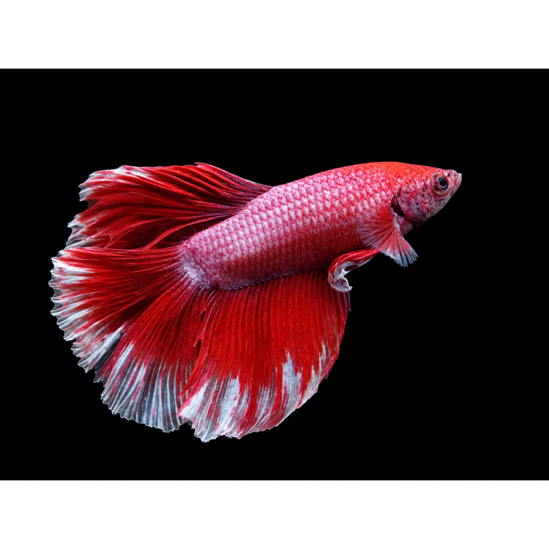 BETTA MACHO MEDIA LUNA MUSTARD GAS 5-6 CM (FOTO REAL
